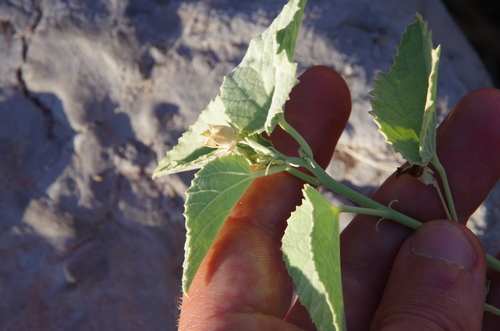 Image of Abutilon malacum by (c) Eric Knight, some rights reserved (CC BY)