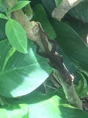 Anolis cristatellus wileyae