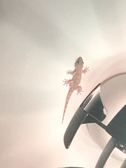 Tarentola mauritanica