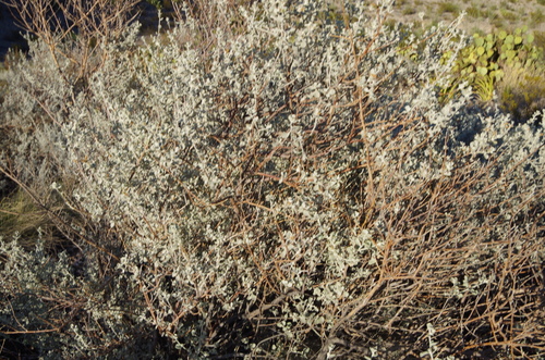 Image of Leucophyllum Candidum (Leucophyllum candidum) by (c) Eric Knight, some rights reserved (CC BY)