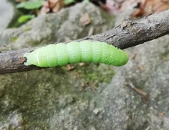 Orthosia cerasi