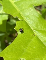 Synolabus bipustulatus