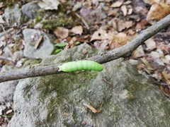 Orthosia cerasi