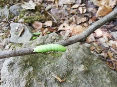 Orthosia cerasi