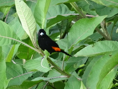 Ramphocelus flammigerus flammigerus