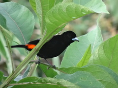 Ramphocelus flammigerus flammigerus