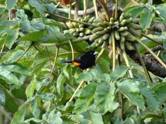 Ramphocelus flammigerus flammigerus