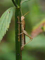 Schistocerca alutacea