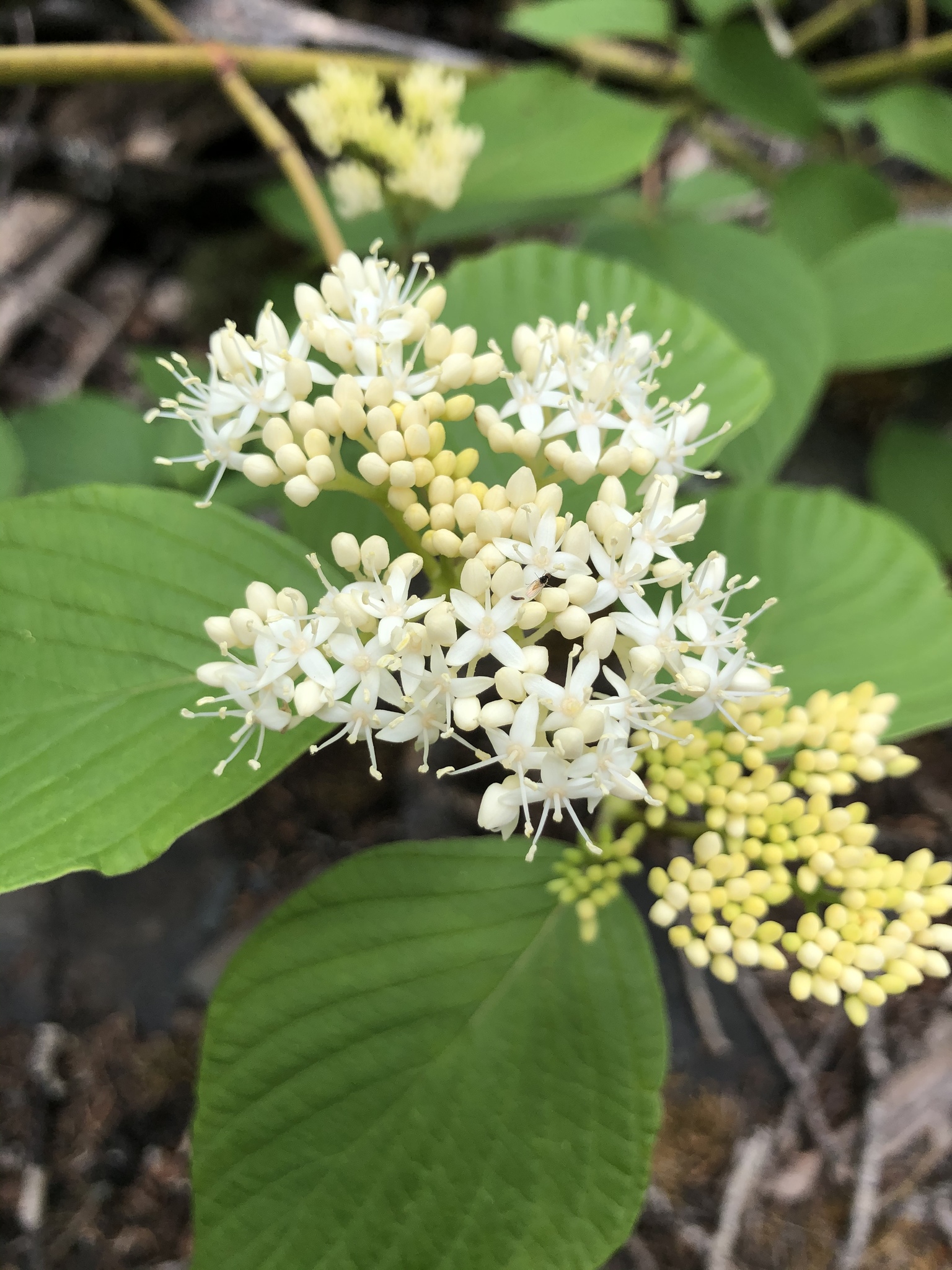 Cornus rugosa