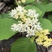 Round-leaved Dogwood - Photo (c) jessiemcfadden, some rights reserved (CC BY-NC), uploaded by jessiemcfadden