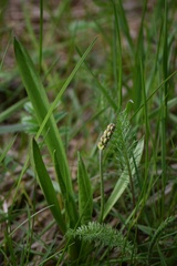 Plantago macrocarpa