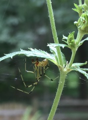 Phylloneta pictipes
