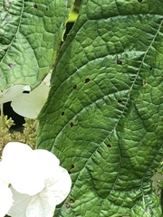 Cercospora hydrangeae