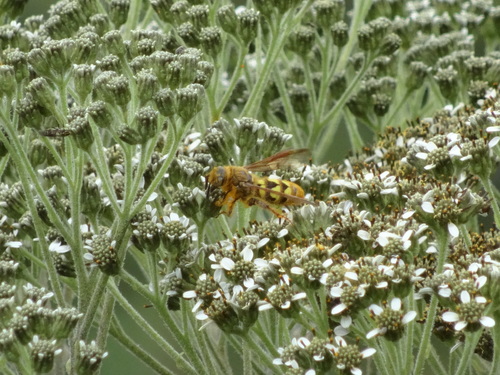 Xanthocampsomeris hesterae