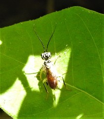 Pamphilius pallimacula