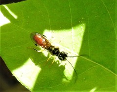 Pamphilius pallimacula