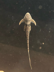 Lamontichthys llanero