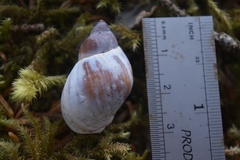 Buccinum baerii