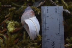 Buccinum baerii