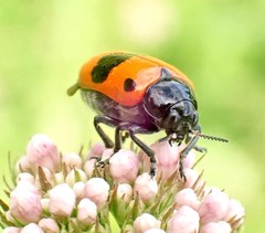 Clytra laeviuscula