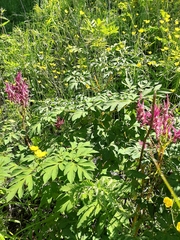 Corydalis gigantea