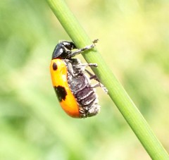 Clytra laeviuscula