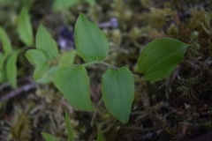 Streptopus streptopoides