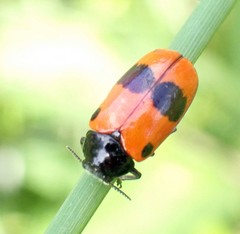 Clytra laeviuscula