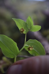 Streptopus streptopoides