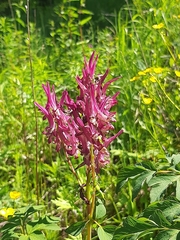 Corydalis gigantea