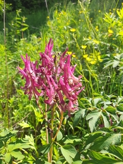 Corydalis gigantea