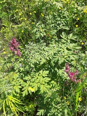 Corydalis gigantea