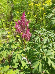 Corydalis gigantea