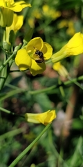 Halictus rubicundus