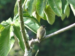 Picumnus granadensis