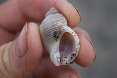 Nucella lima
