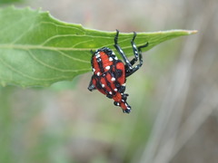 Lycorma delicatula