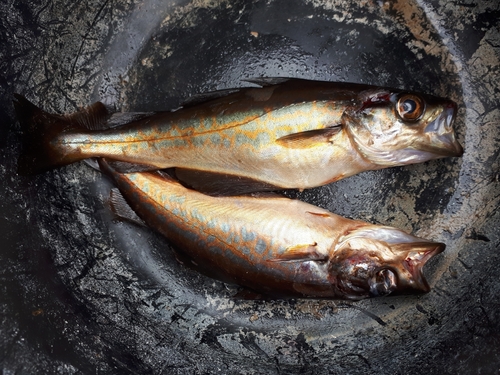 Atlantic Pollock
