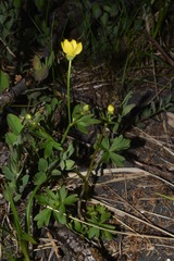 Ranunculus occidentalis