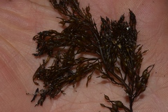 Stephanocystis geminata