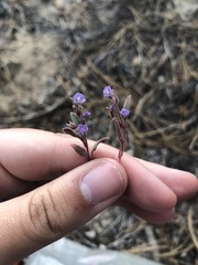 Phacelia austromontana