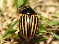 Leptinotarsa melanothorax