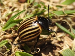 Leptinotarsa melanothorax