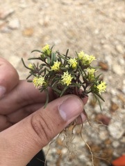 Orochaenactis thysanocarpha