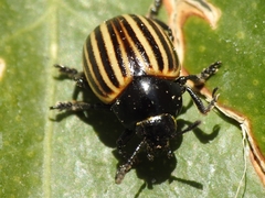 Leptinotarsa melanothorax