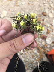 Orochaenactis thysanocarpha