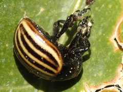 Leptinotarsa melanothorax