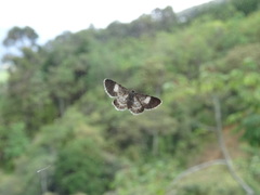 Lepidoptera