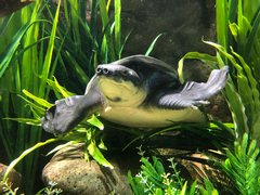 Carettochelys insculpta