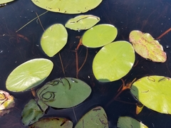 Polypedilum braseniae